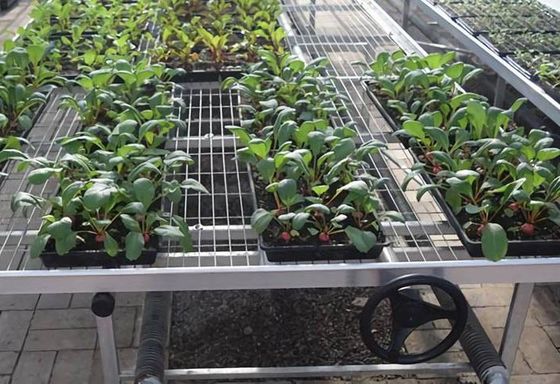 Flusso d'aria di Mesh High Load Capacity And del cavo saldato 3×3mm della serra