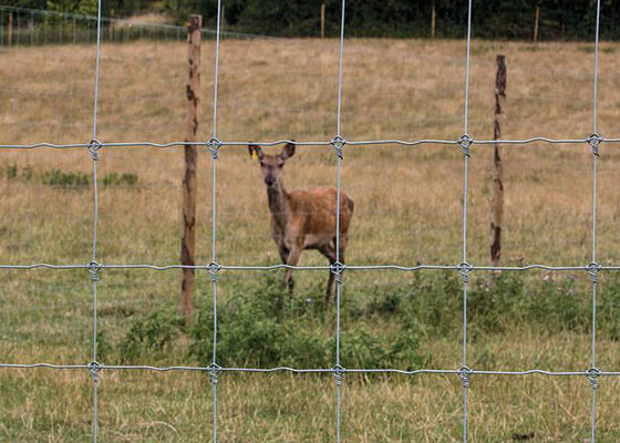 Fence di campo a nodi fissi ad alta resistenza galvanizzata per pascoli agricoli