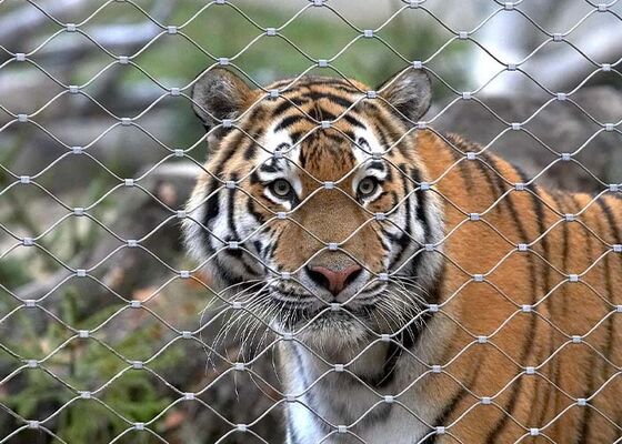 Rete di Fune in Acciaio Inossidabile per Zoo – Alta Sicurezza ed Estetica Gradevole