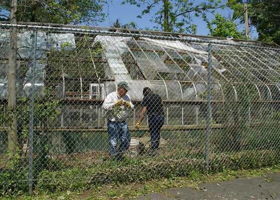 La recinzione a catena impedisce ai parassiti e agli uccelli di accedere alla serra